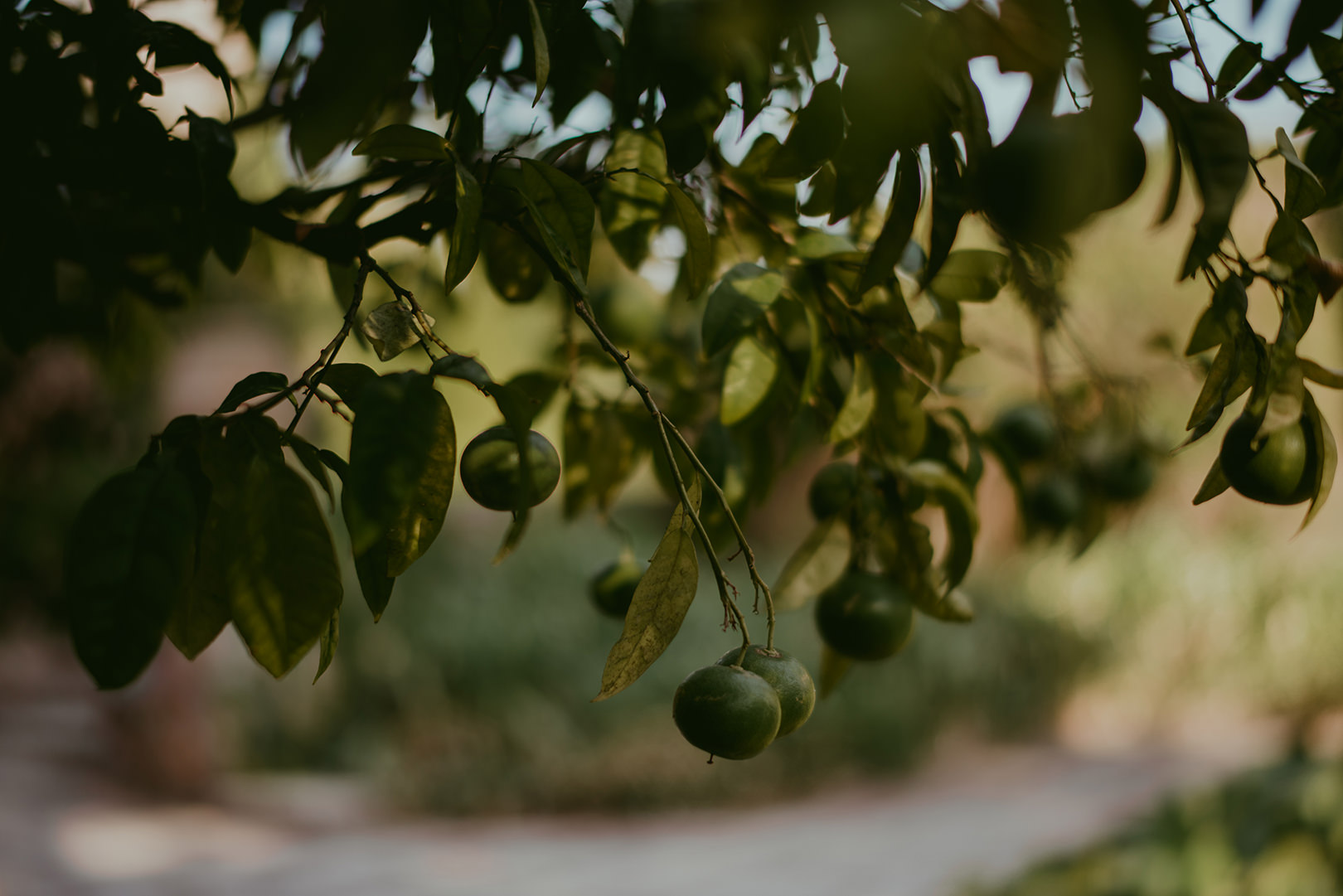Lime trees at Chateau de la Napoule in Cannes
